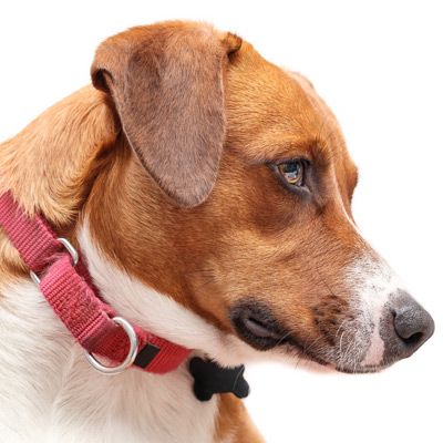 Martindale Collar for Leash Dog Training
