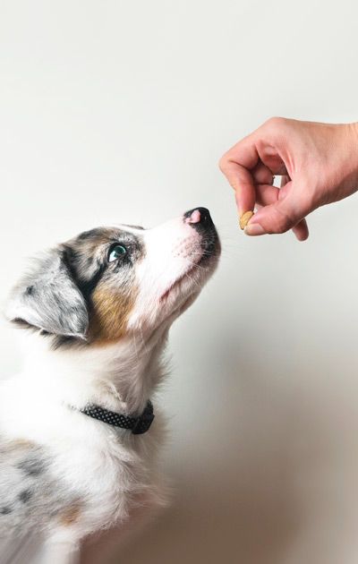 Reward-Based Puppy Training Method