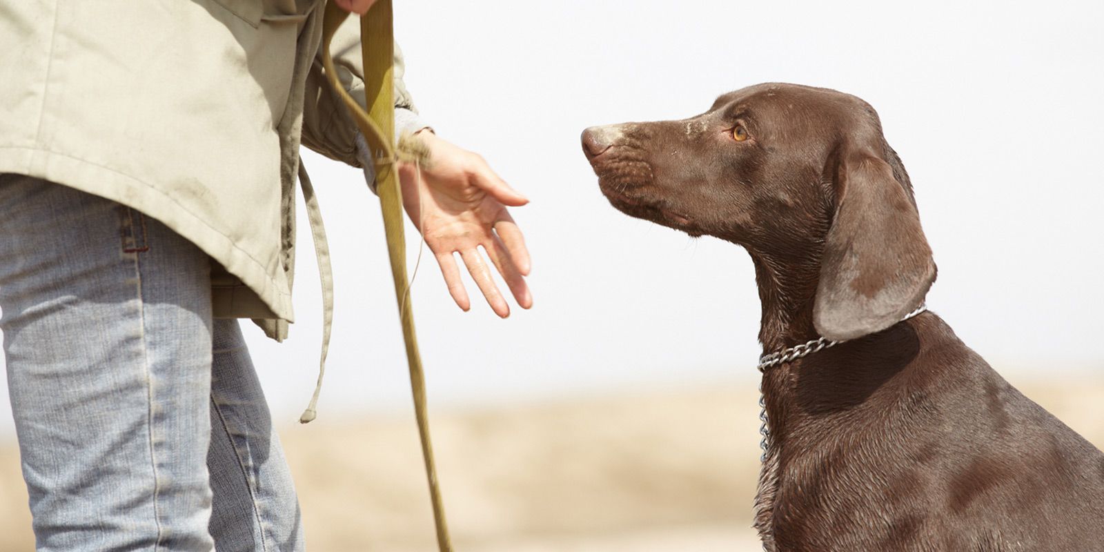 The Merrick Dog Trainer Dog Trainer - Maureen Keene of Keene Kanine
