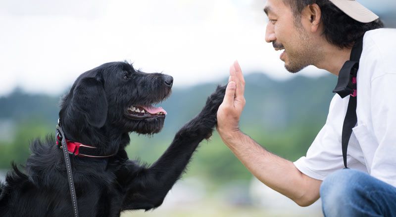 Top 5 Dog Training Tips for New Dog Owners