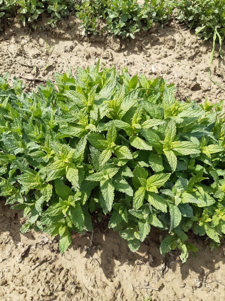 menta in crescita
