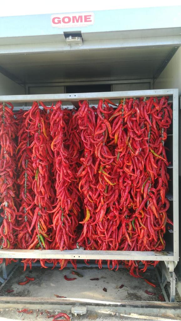 essicazione peperoncini bruschi