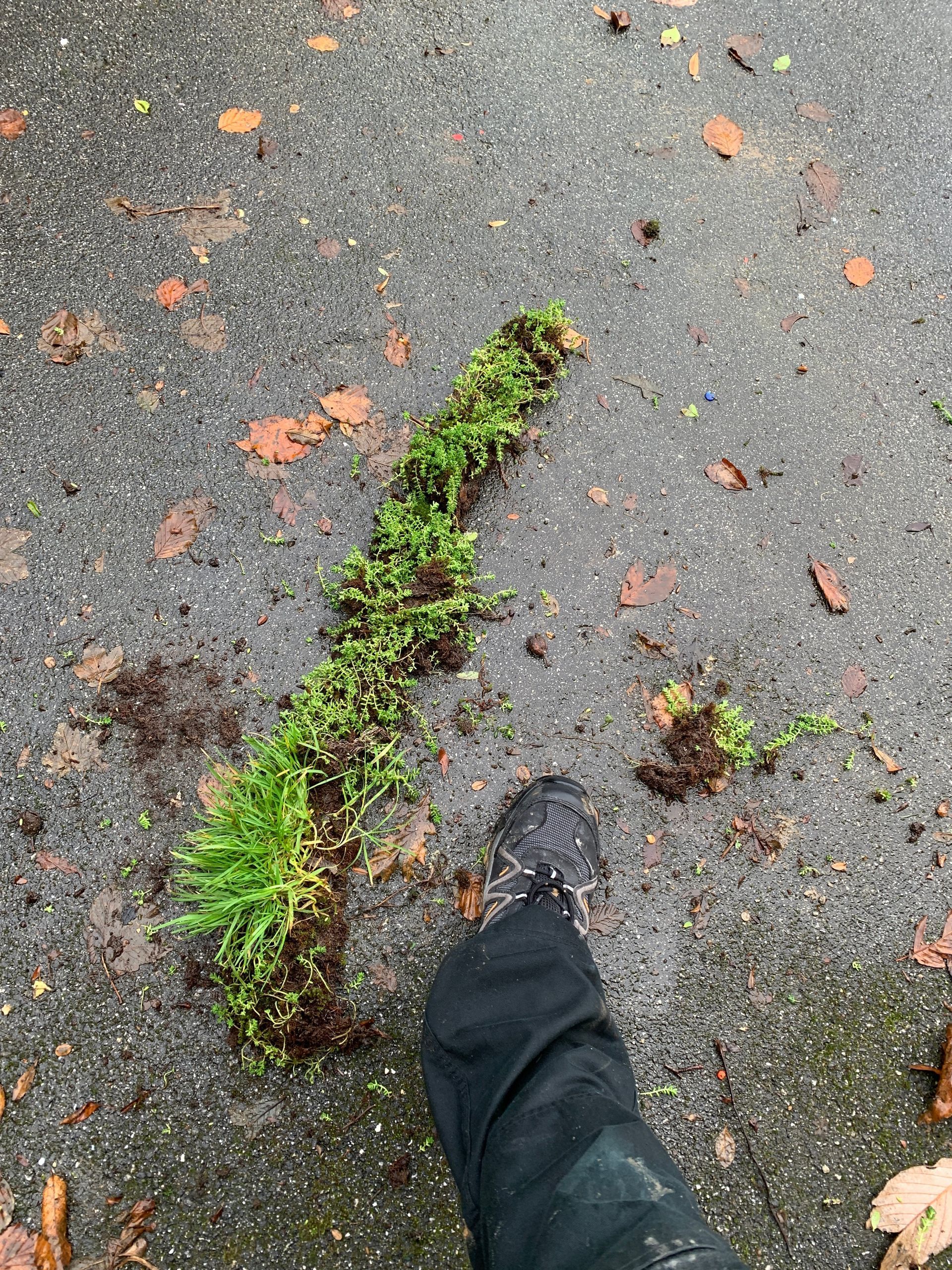 Green plant matter on asphalt, foot stepping near it. Leaves scattered around.