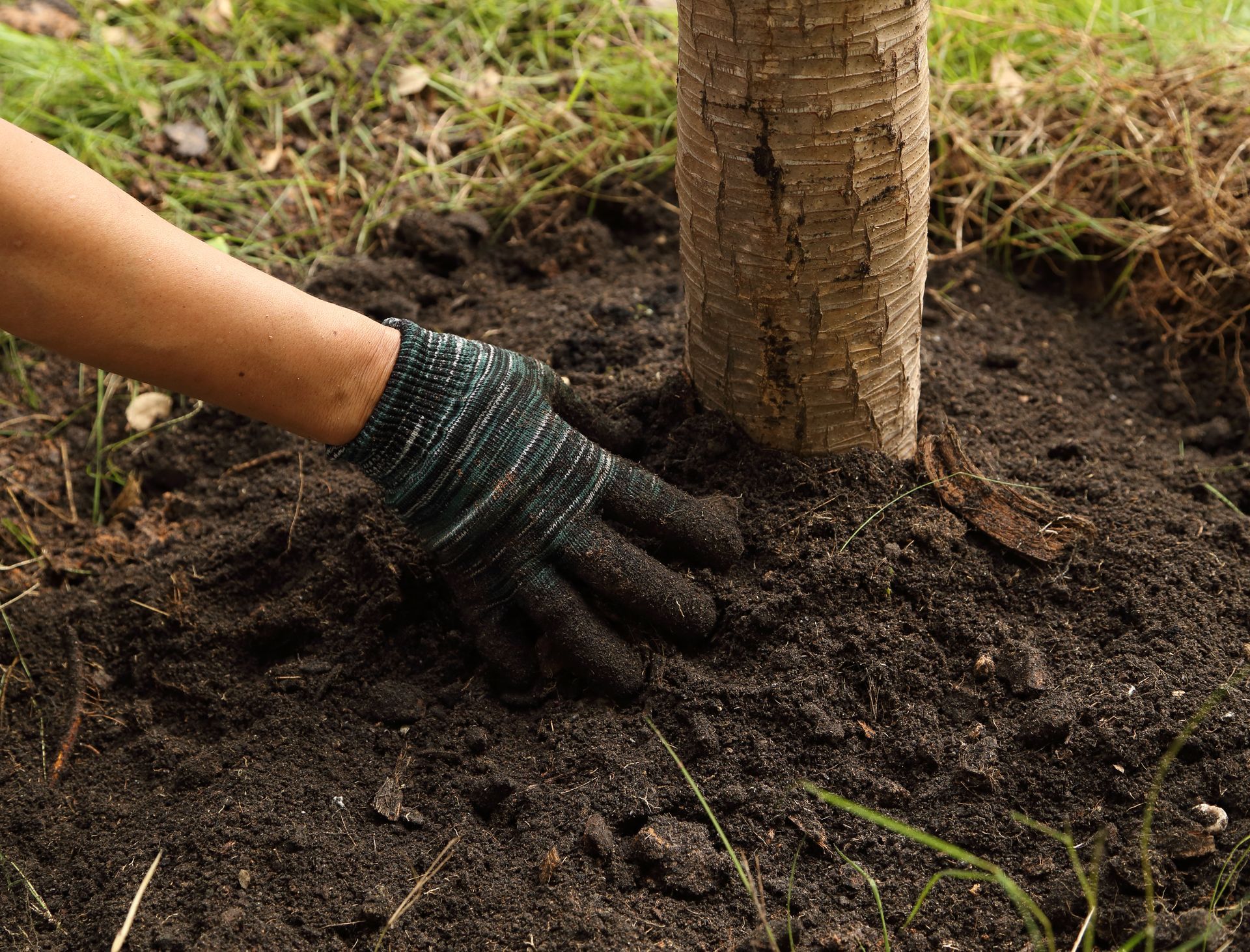 A person wearing gloves is planting a tree in the ground.