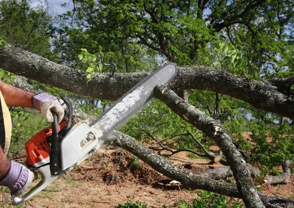 A person is cutting a tree branch with a chainsaw.