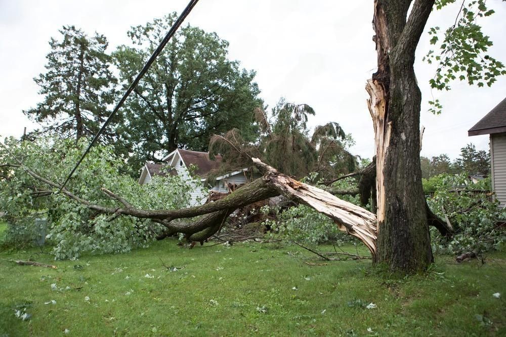 A tree that has been knocked over by a storm