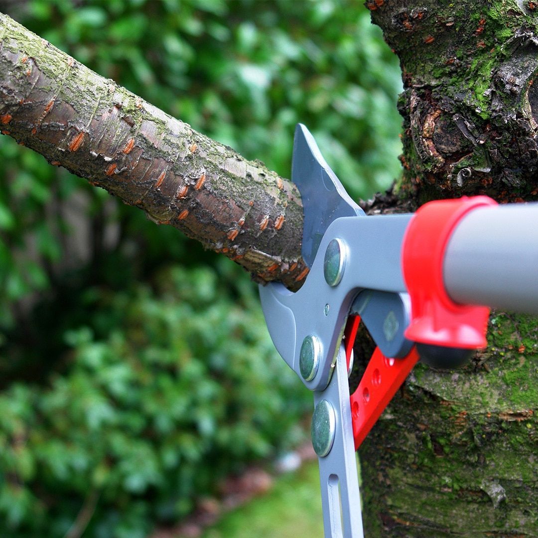 A person is cutting a tree branch with a pair of scissors.