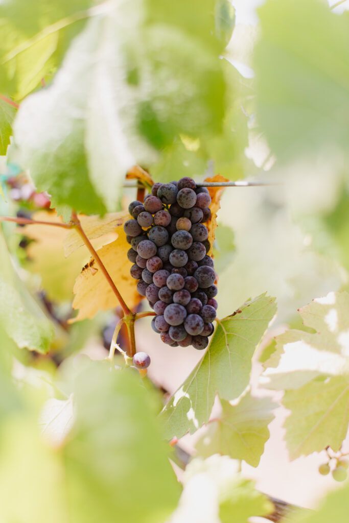 A bunch of grapes hanging from a vine with green leaves.
