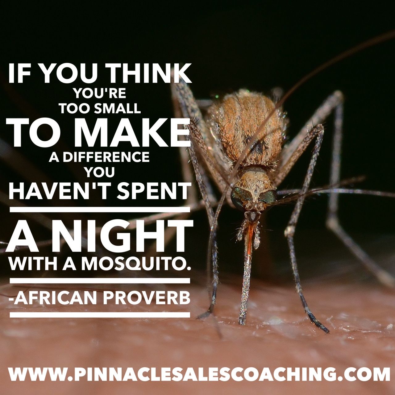 You may think you are too small to make a difference. You haven't spent a night with a mosquito. African Proverb