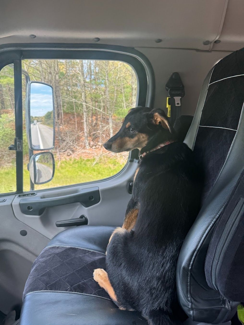 A dog is sitting in the back seat of a truck looking out the window.