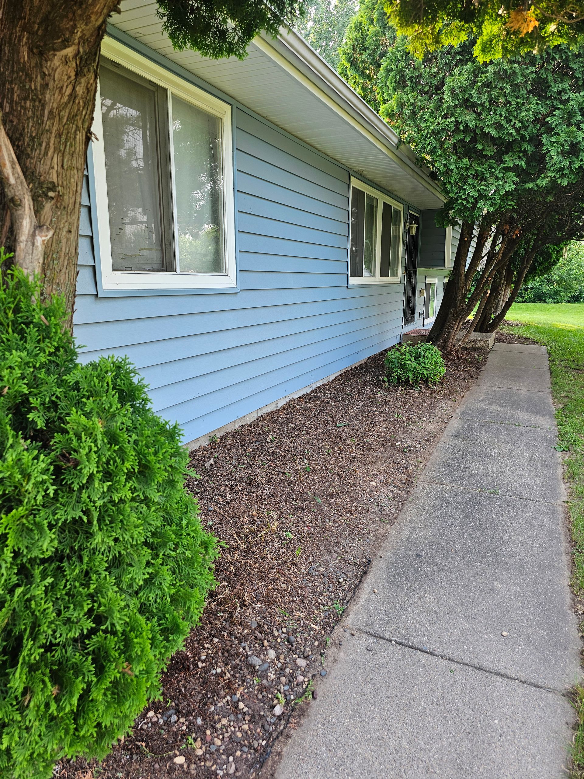 Blue house with white-framed windows, brown mulch, and concrete sidewalk, tree on the left.
