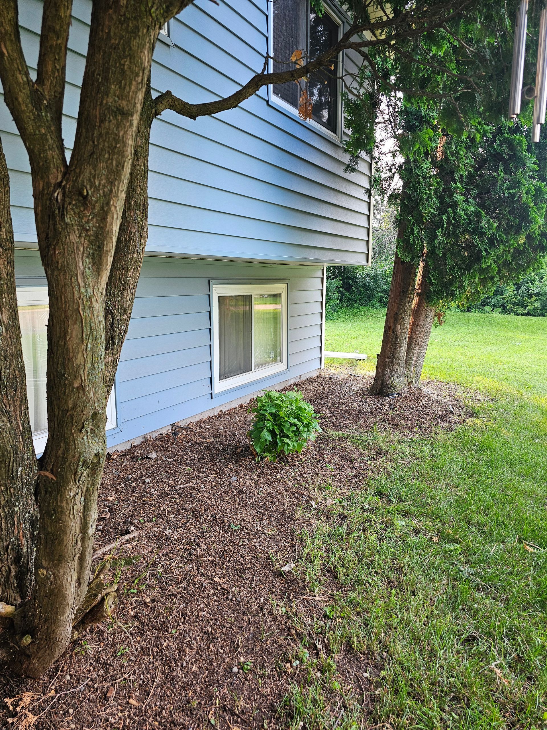 Blue house with trees and mulch, window visible, grass.