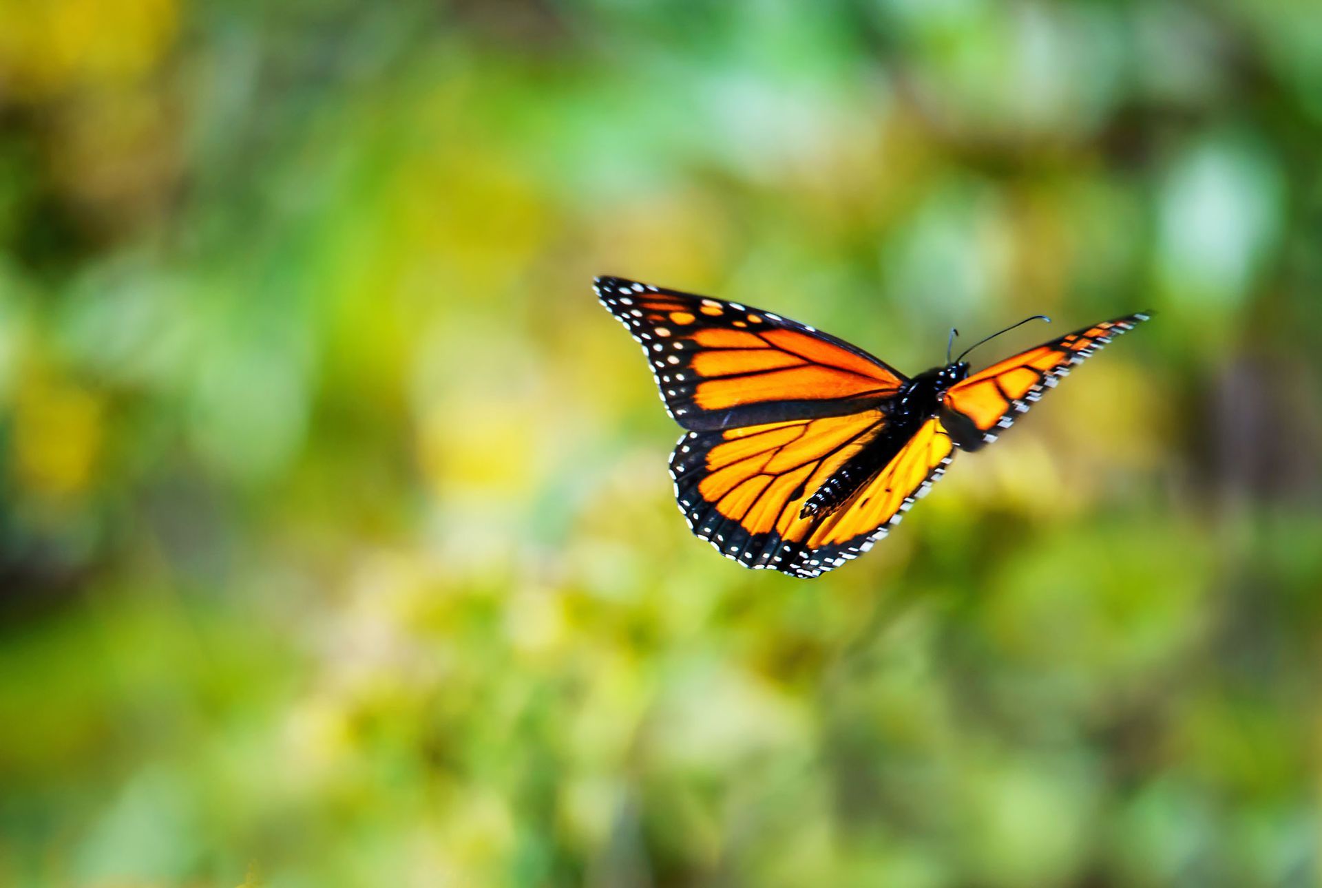 Flying Black And Yellow Butterfly | Brea, CA | Accord Cremation & Burial
