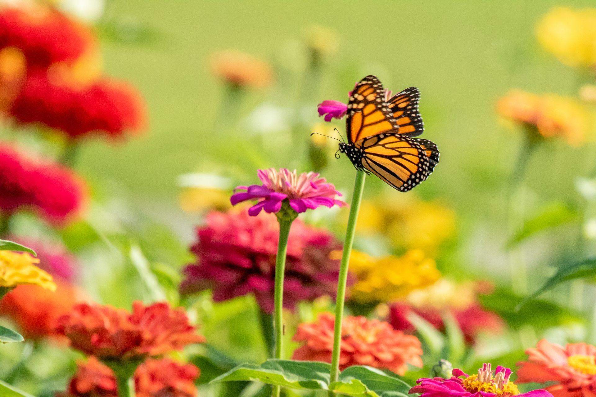 Butterfly Above The Light Pink Flower | Brea, CA | Accord Cremation & Burial