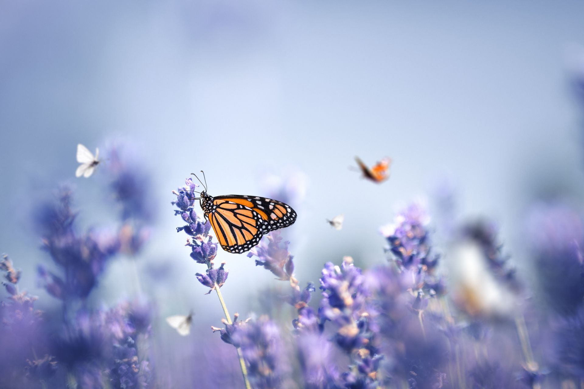 Butterfly Above The Pink Flower | Brea, CA | Accord Cremation & Burial