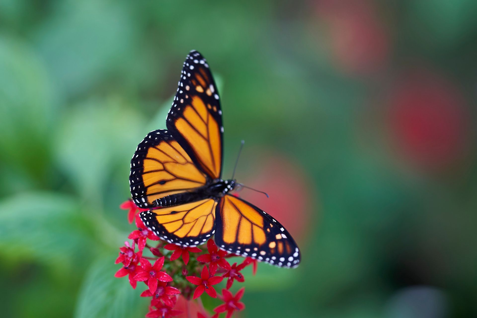 Small Butterfly Above The Pink Flower | Brea, CA | Accord Cremation & Burial
