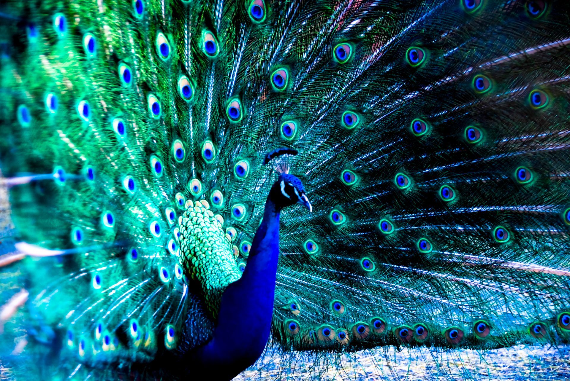 Beautiful Peacock in Dark | Brea, CA | Accord Cremation & Burial