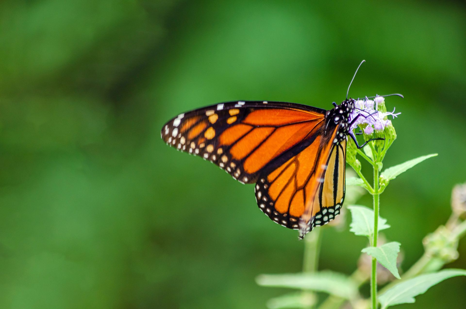 Brown Butterfly Above The Pink Flower | Brea, CA | Accord Cremation & Burial