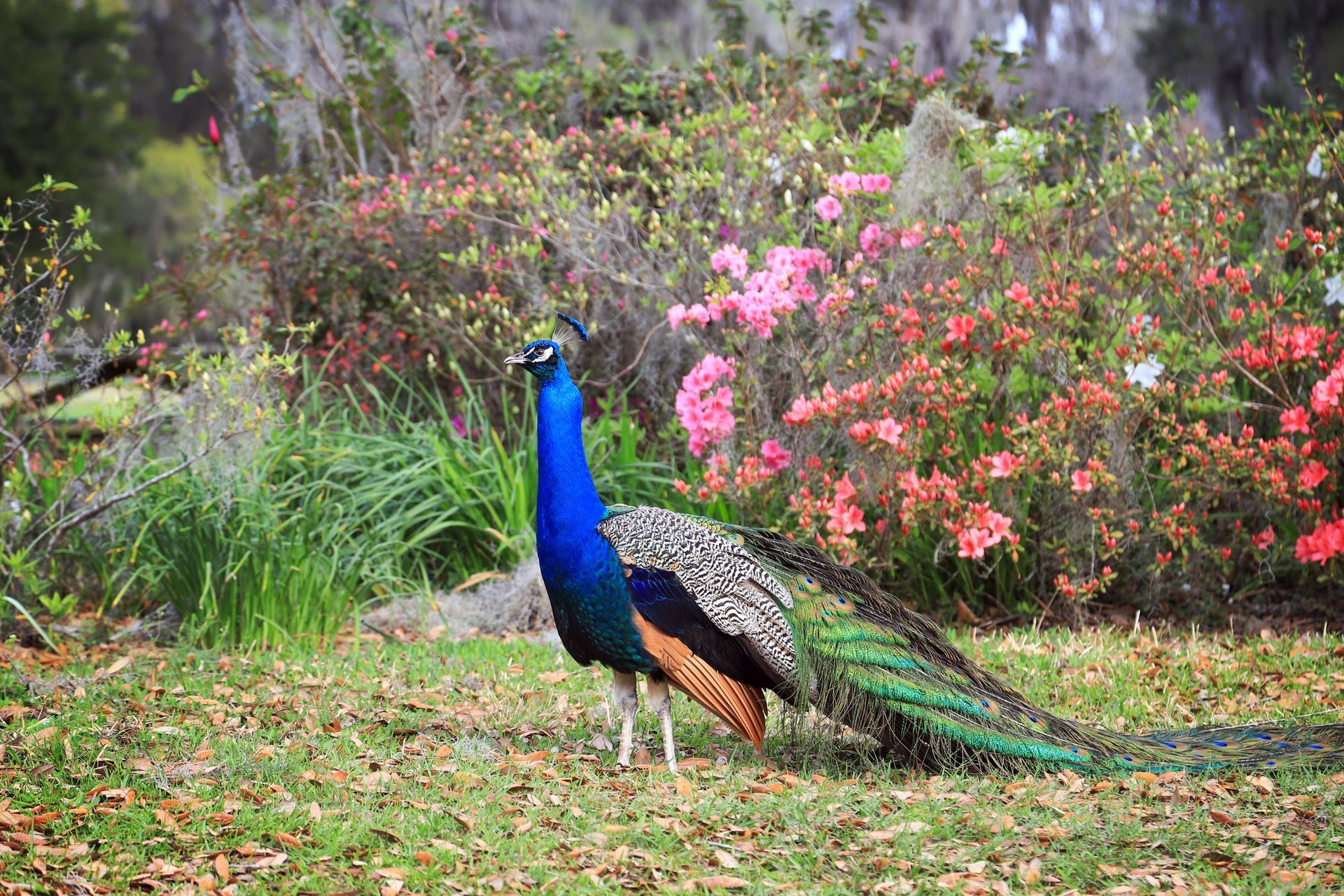 Beautiful Peacock From Afar | Brea, CA | Accord Cremation & Burial