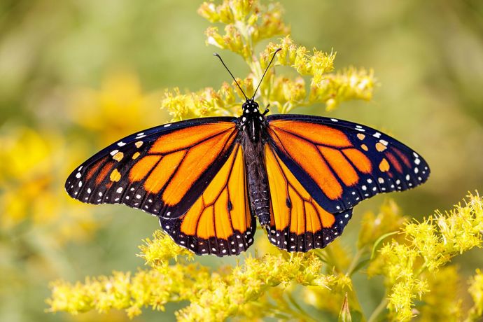 Butterfly In The Yellow Flower | Brea, CA | Accord Cremation & Burial