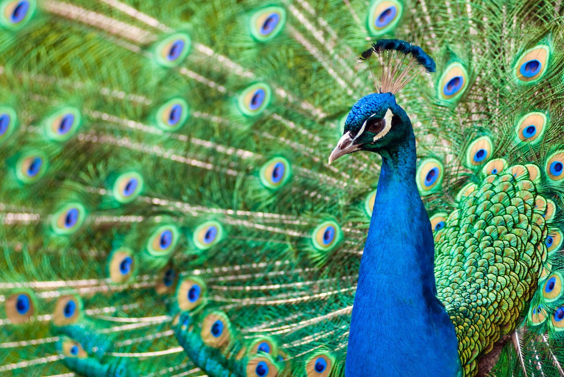 Beautiful Peacock | Brea, CA | Accord Cremation & Burial