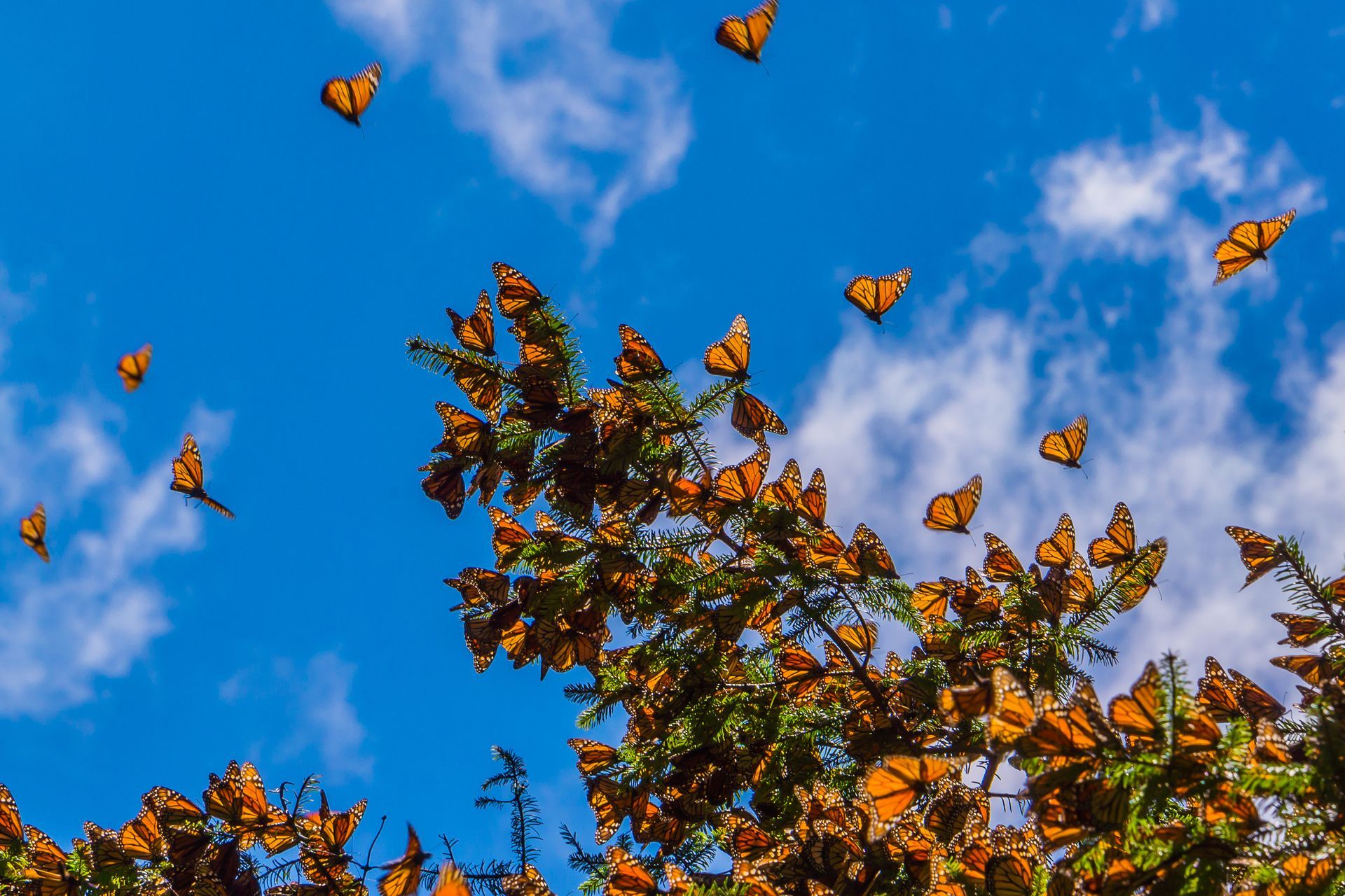 Butterfly Above The Red Flower | Brea, CA | Accord Cremation & Burial