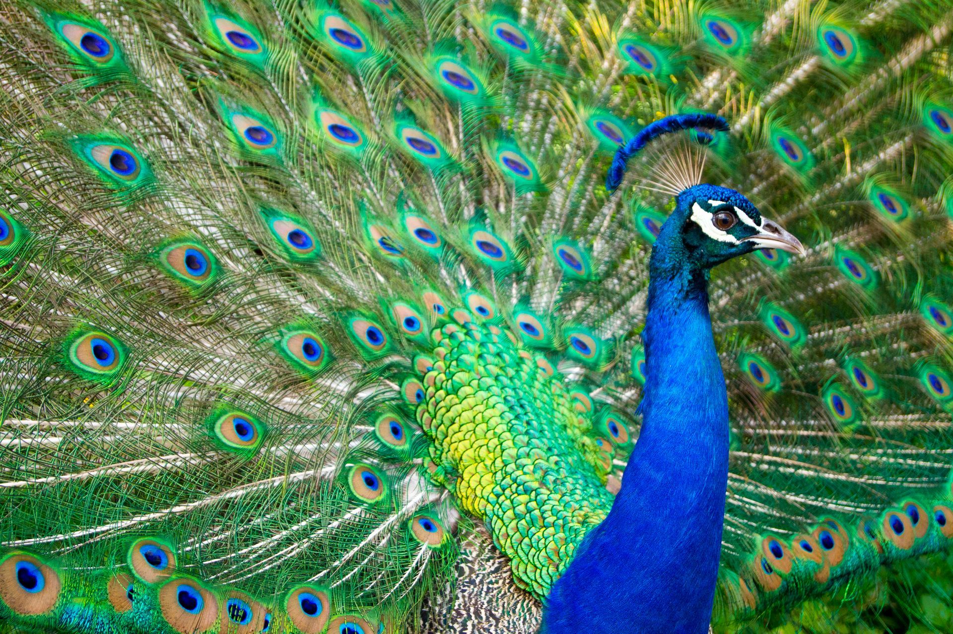 Beautiful Peacock With Blue and Green Feather | Brea, CA | Accord Cremation & Burial