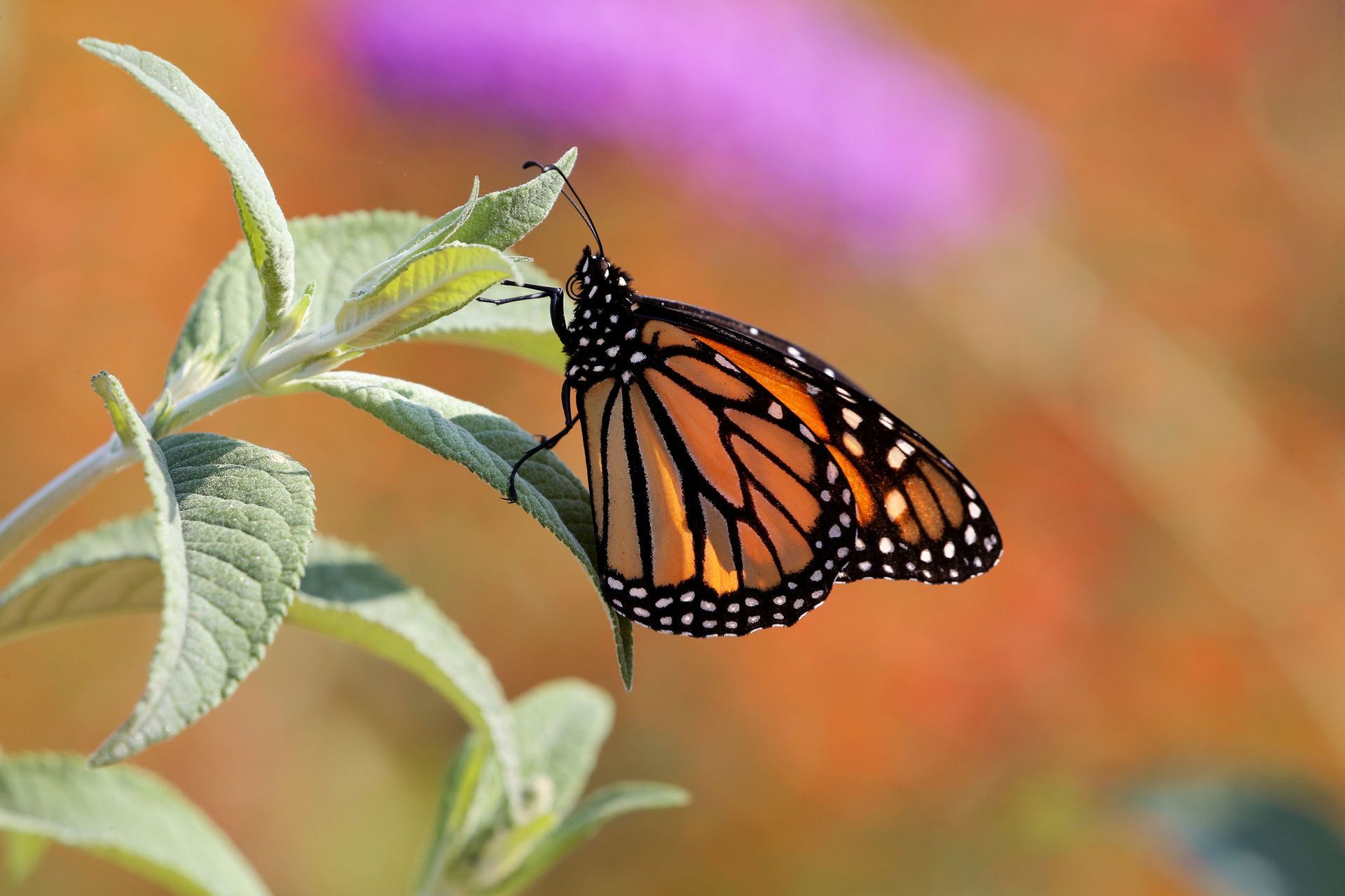 Butterfly Above The Plant | Brea, CA | Accord Cremation & Burial