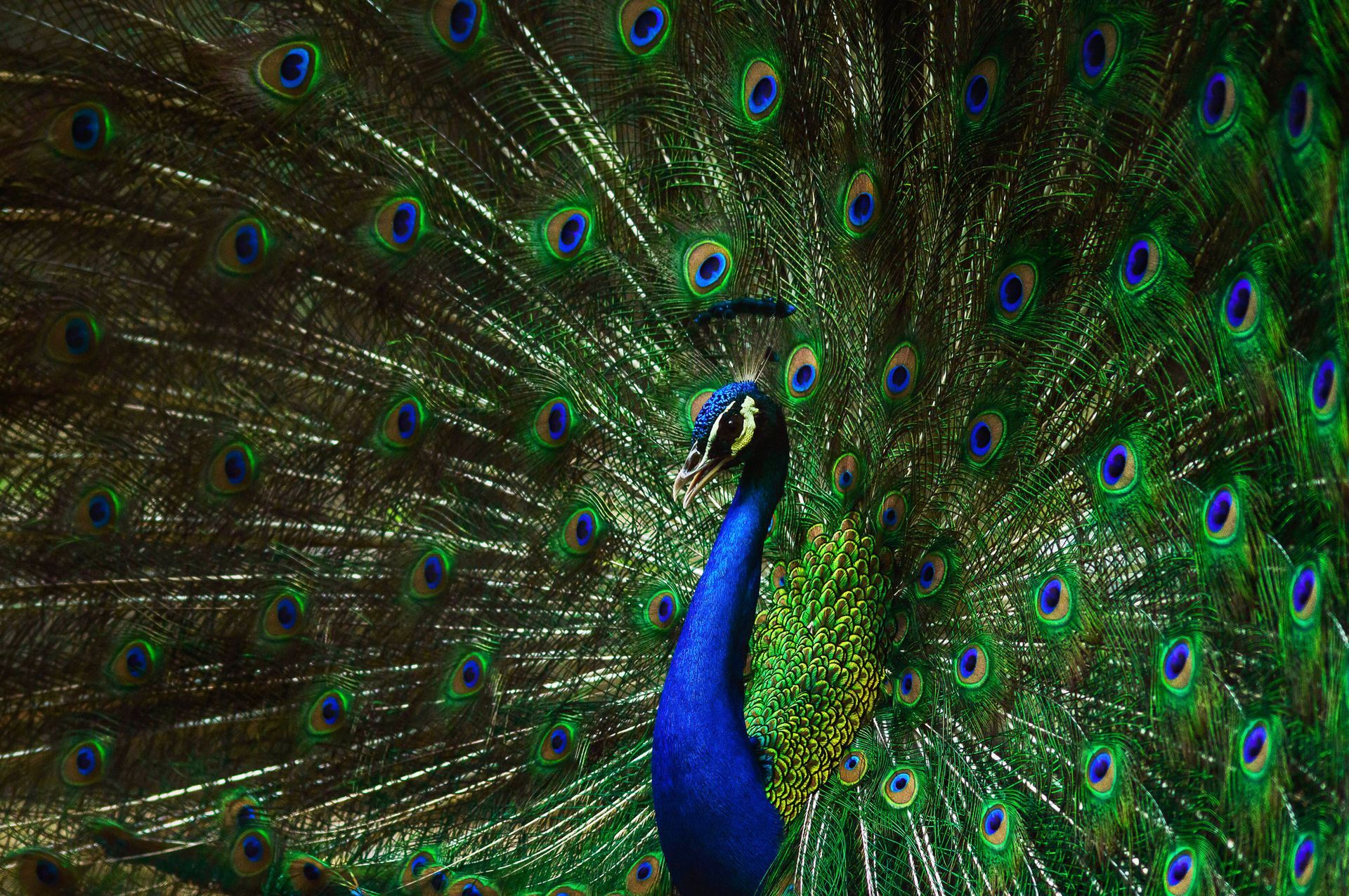 Beautiful Peacock Feather | Brea, CA | Accord Cremation & Burial