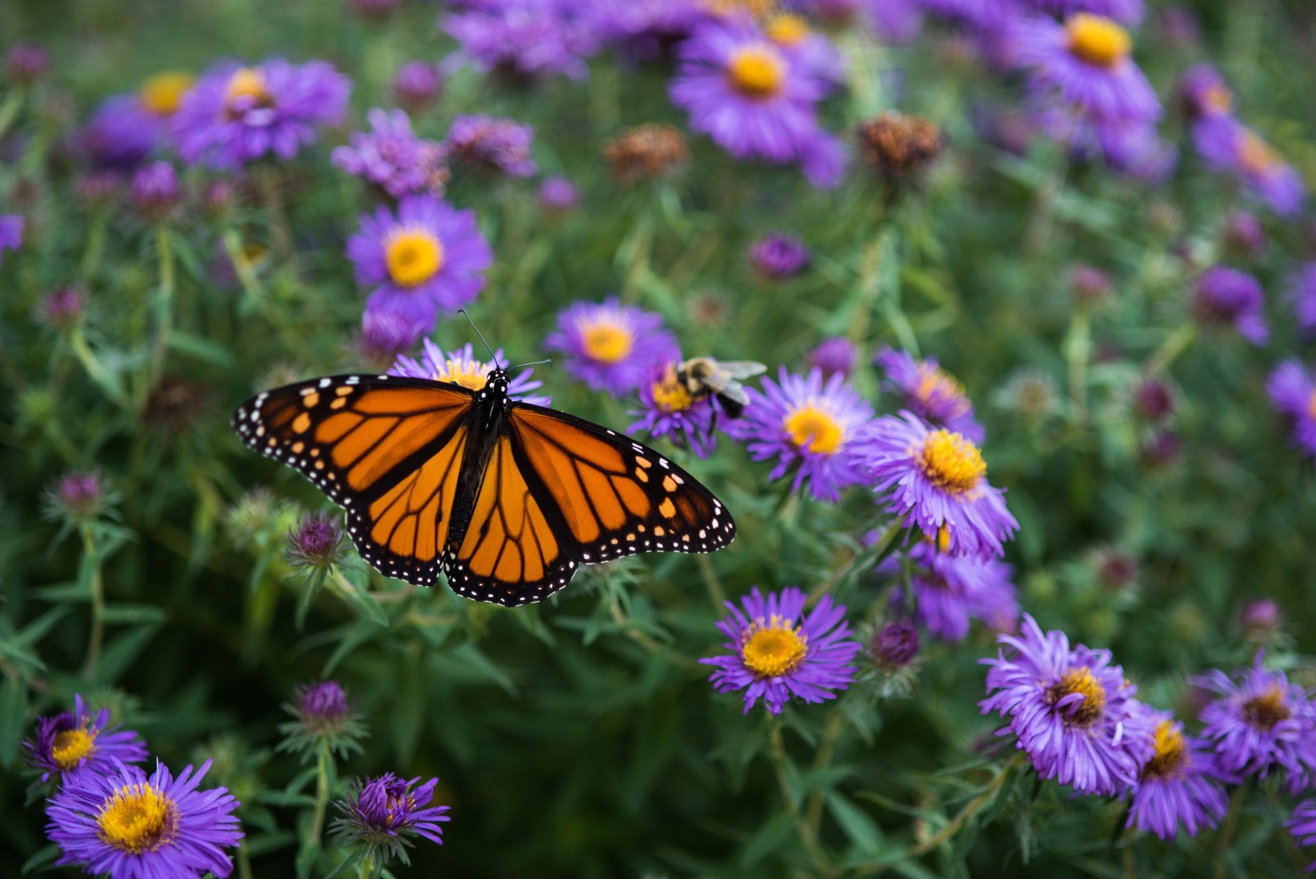 Butterfly Above The Daisy Flower | Brea, CA | Accord Cremation & Burial