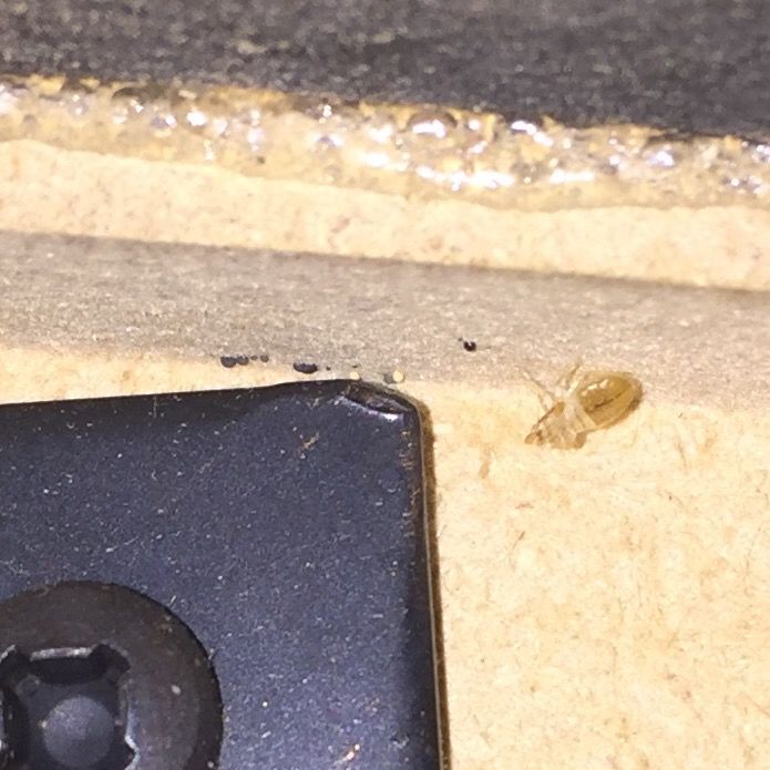 Bed Bug Control | Signature Pest Control