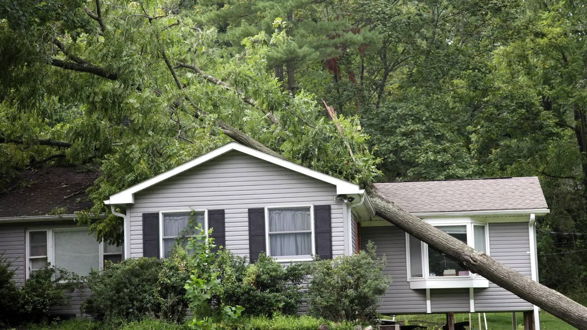 Tree fell on a house; gray siding, black shutters, fallen tree trunk rests on the roof.