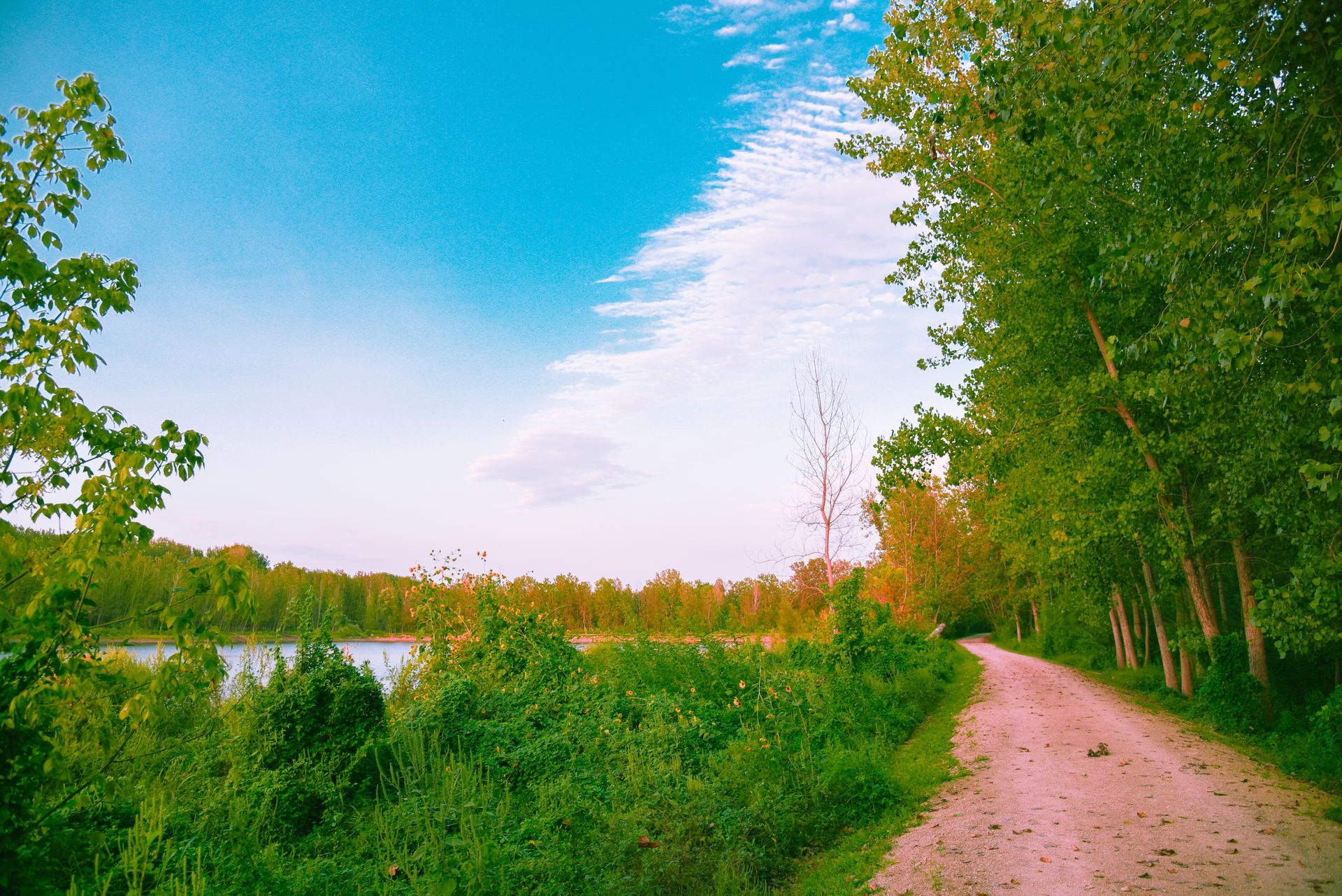 Gravel path through lush greenery with a lake on the left and a bright blue sky with wispy clouds.