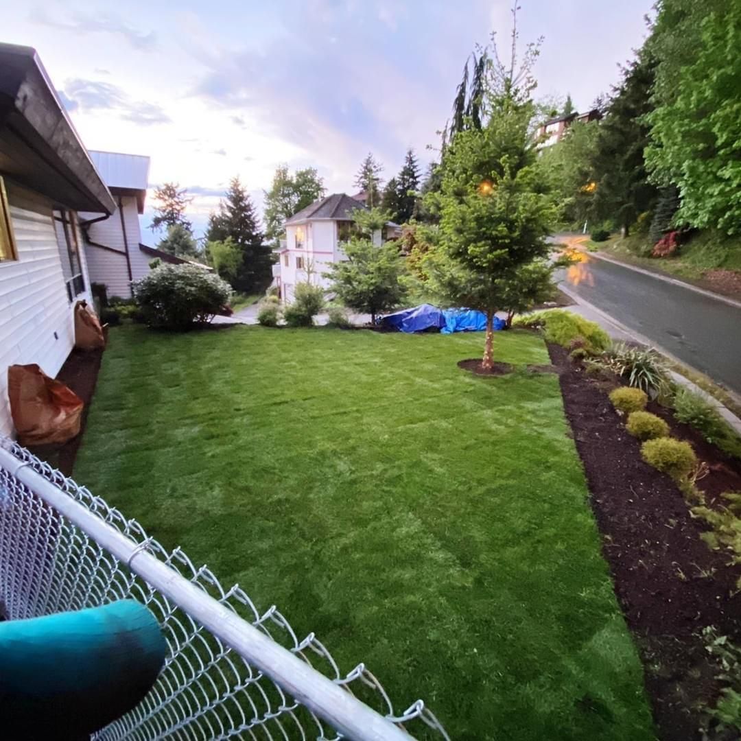 A lush green yard with a chain link fence and a house in the background.