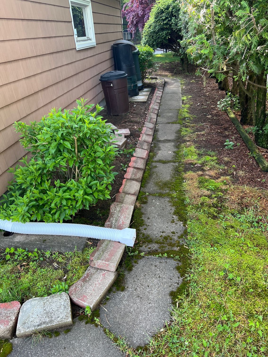 A sidewalk leading to a house with a drain pipe in the grass.