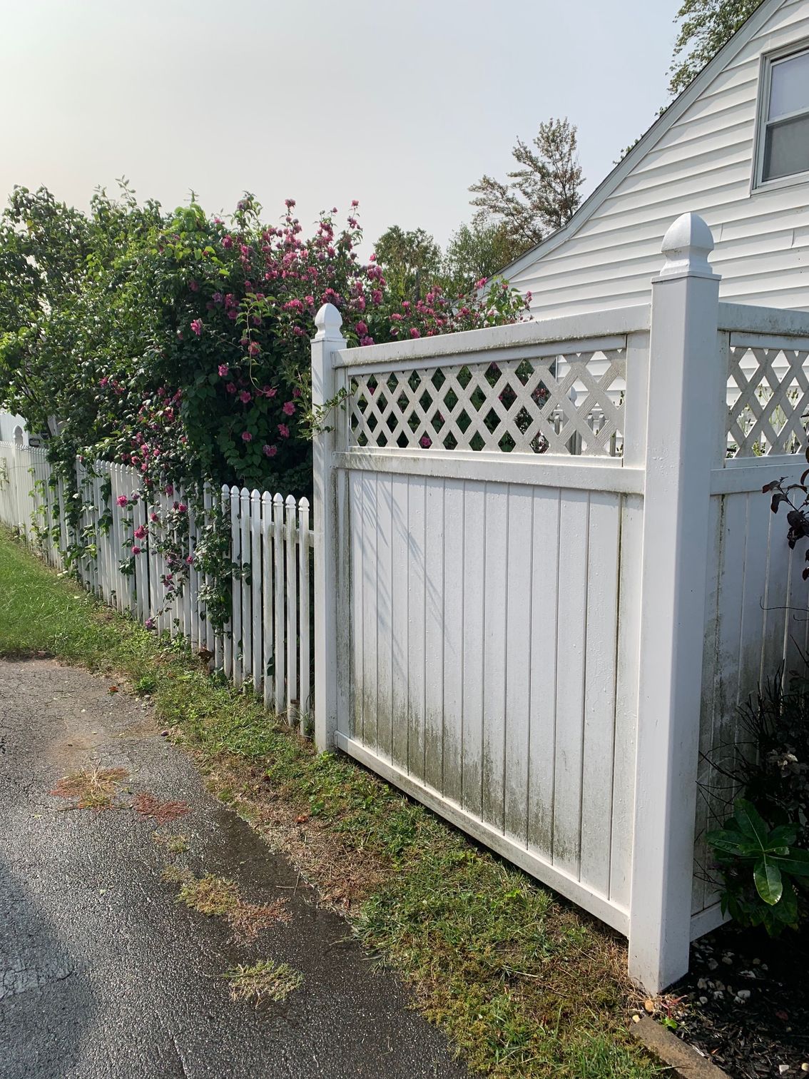 White picket and lattice fence next to a driveway, overgrown with greenery and a small house in the background.