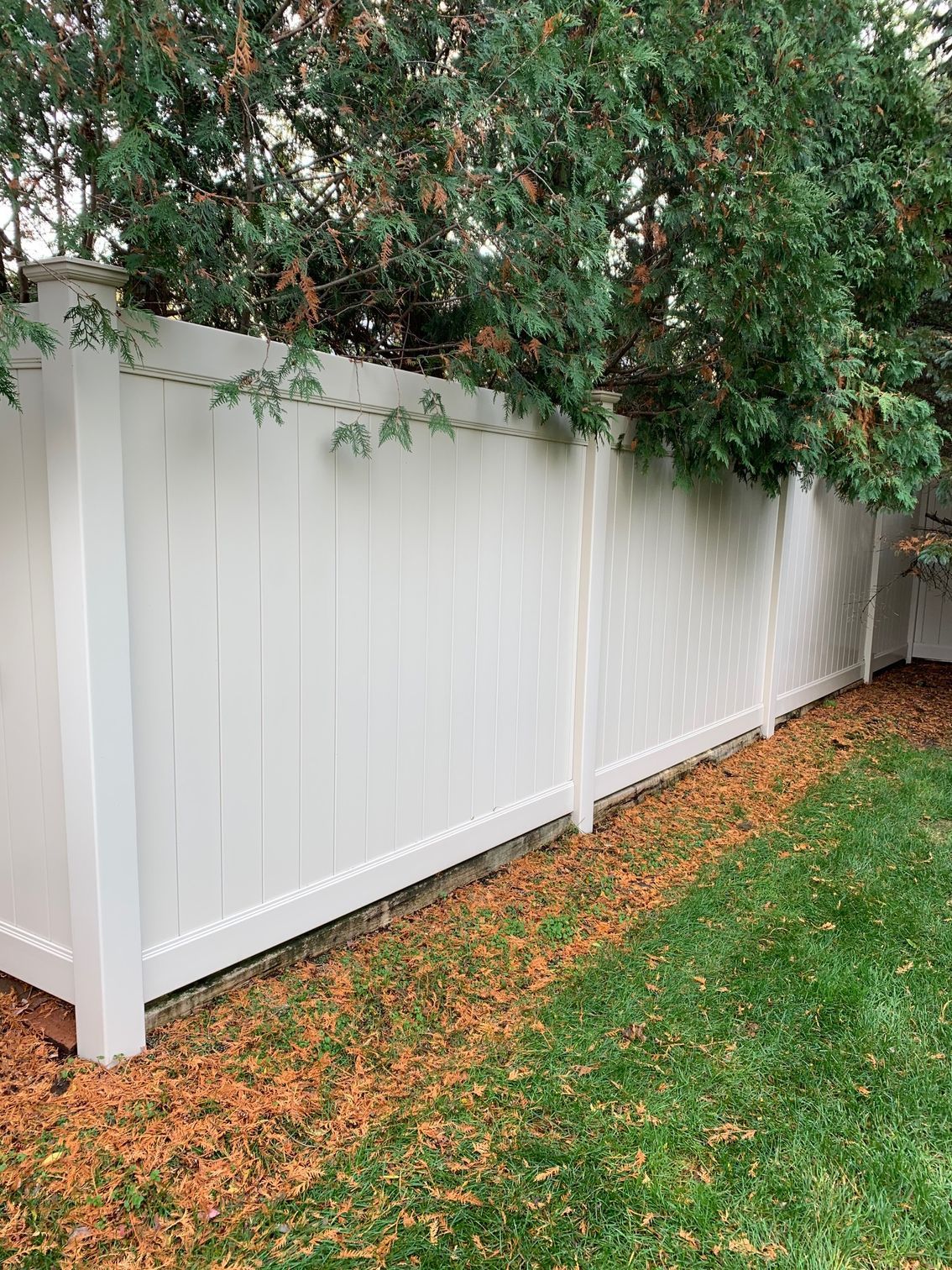 White vinyl fence lining a yard with green grass and fallen leaves. Evergreen trees peek over the fence.
