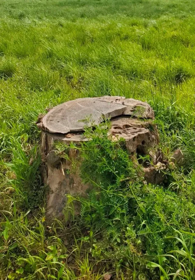 Cut tree stump in a lush green field of tall grass