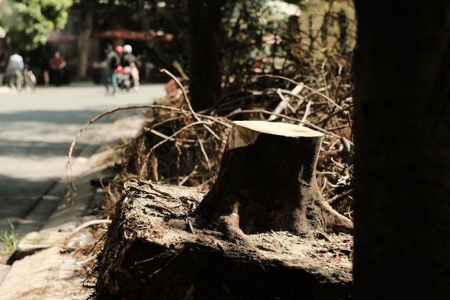 Tree stump and uprooted roots beside a roadside, with blurred motorcycles in the background