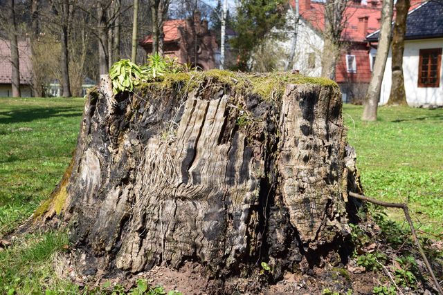 Large weathered tree stump in a grassy park with houses in the background