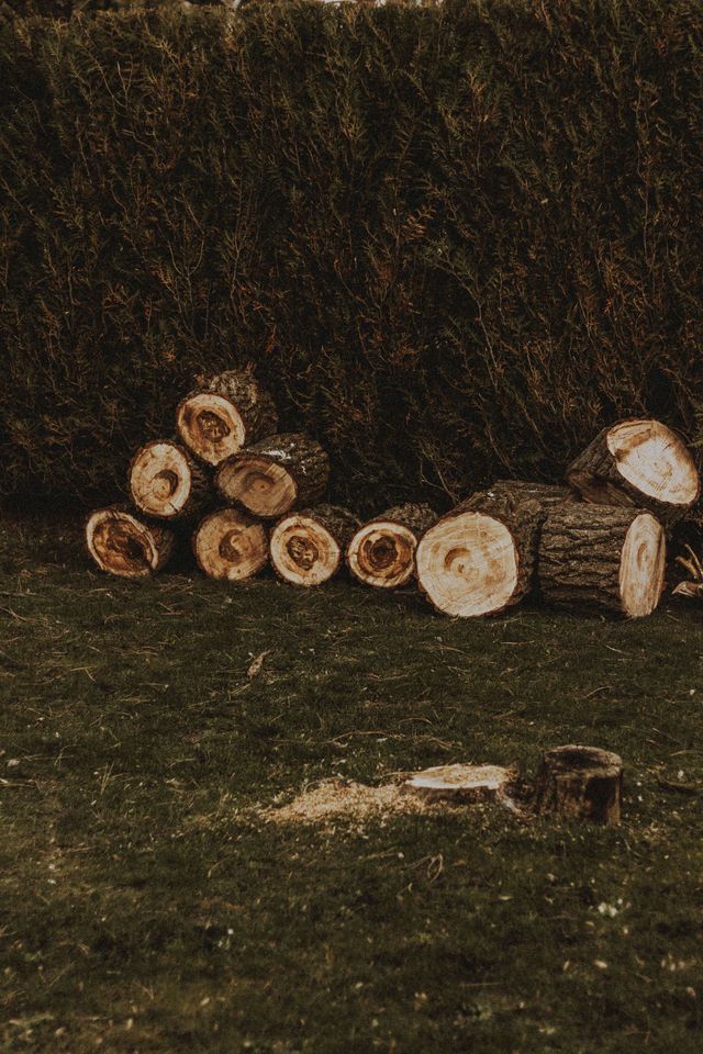 Stacked cut logs in a grassy yard beside a dark hedge.