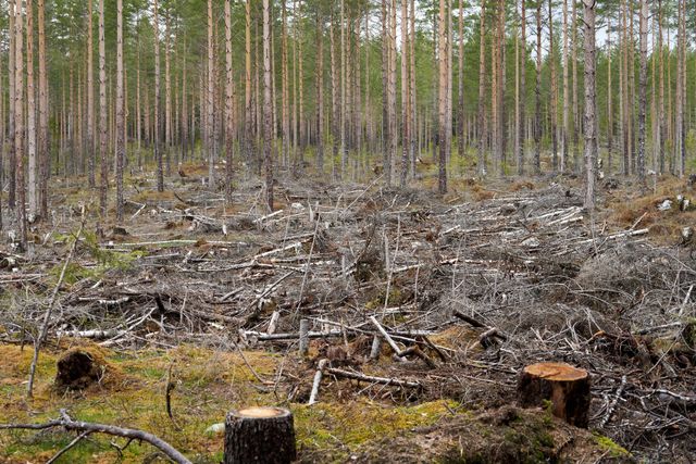 Cleared forest with cut stumps and logs beneath tall pine trees