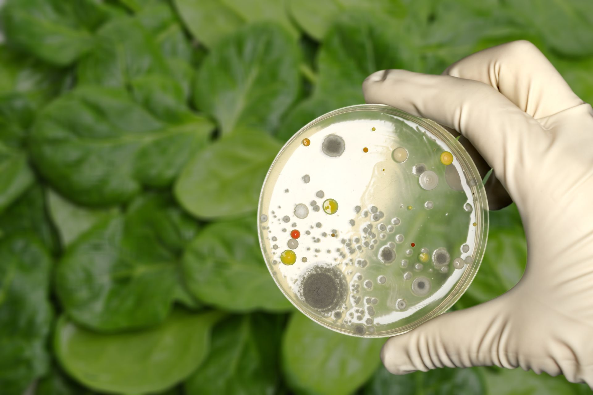 A person is holding a petri dish with a lot of bacteria on it.