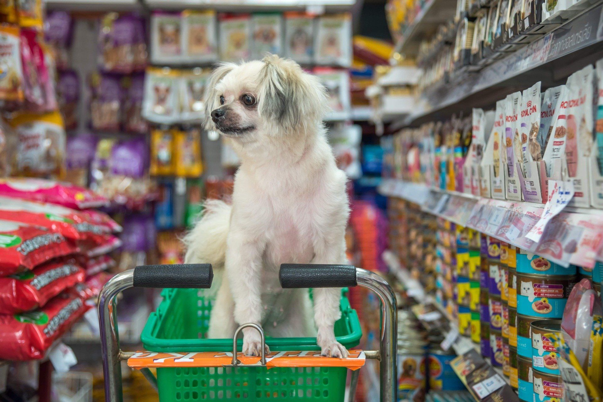 How to promote & market a pet food business