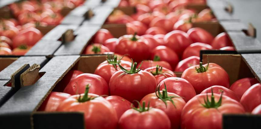 A row of cardboard boxes filled with red tomatoes.