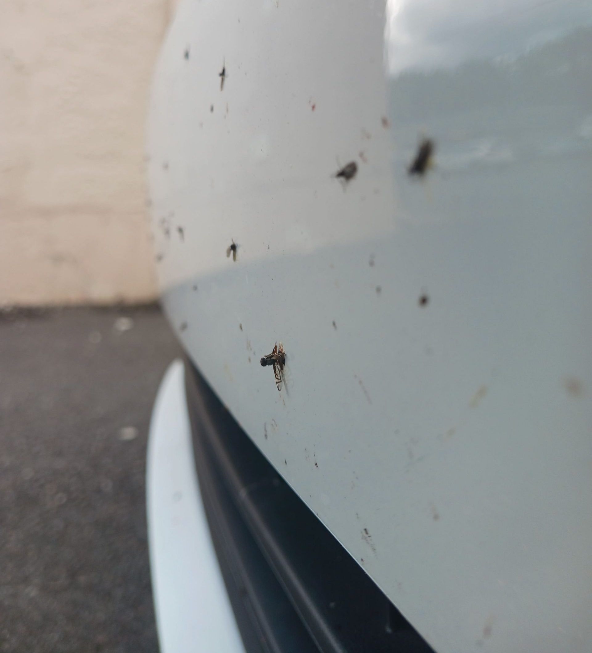 A close up of a white car with a lot of bugs on it.
