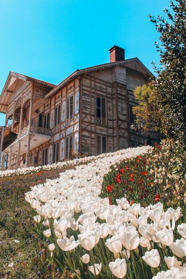 Historic house on a hillside with white and red tulips under a bright blue sky