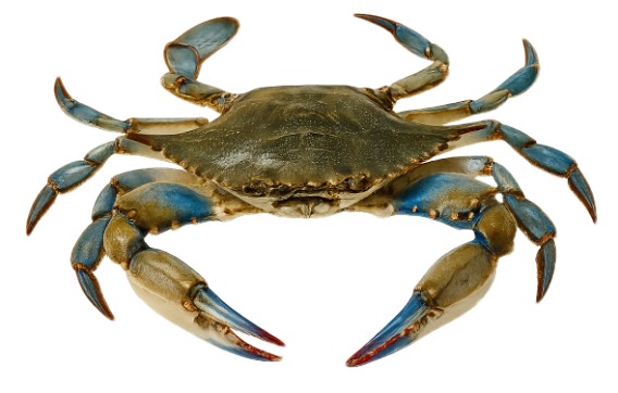 Crabbing tours in Hilton Head Island, SC