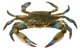 Crabbing tours in Hilton Head Island, SC