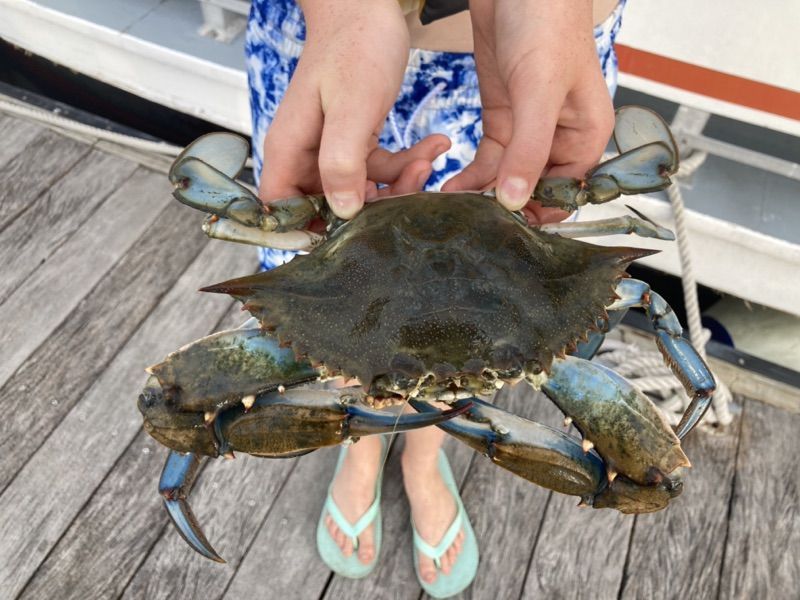 Blue crab caught on crabbing boat in Hilton Head Island, SC